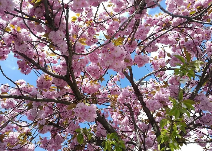 Quiet In Prenzlauer Berg Near Mauerpark * ברלין